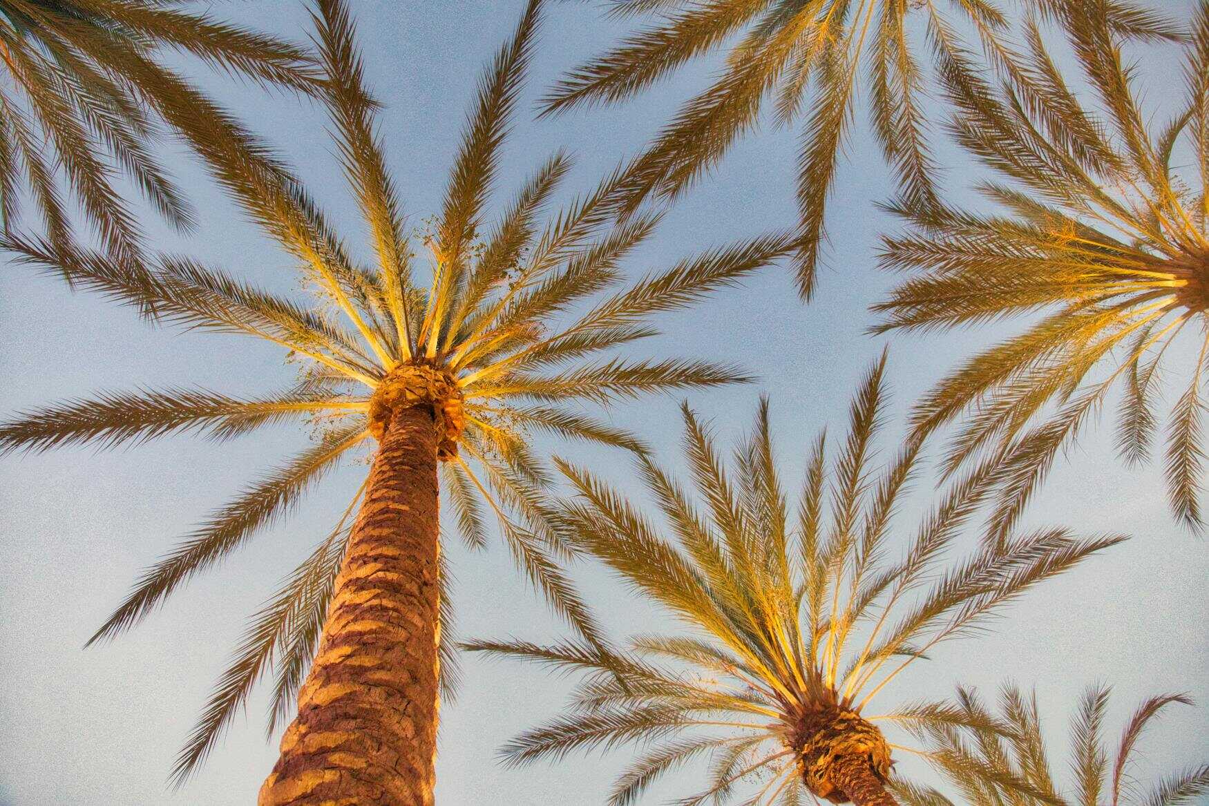 California Palm Trees